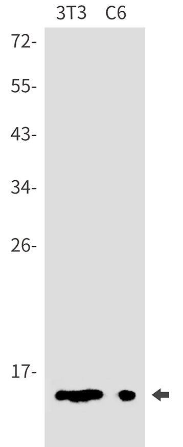DYNLT1 Antibody (SR2546)