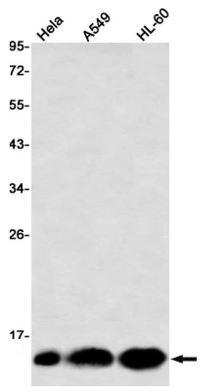 DYNLT1 Antibody (SR2546)