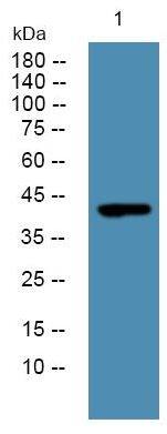 ALKBH5 Antibody