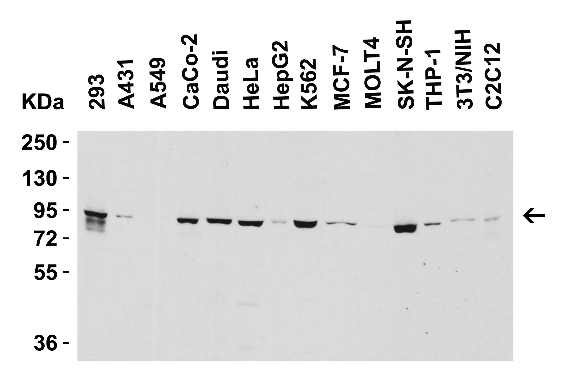 Myosin VIIb Antibody