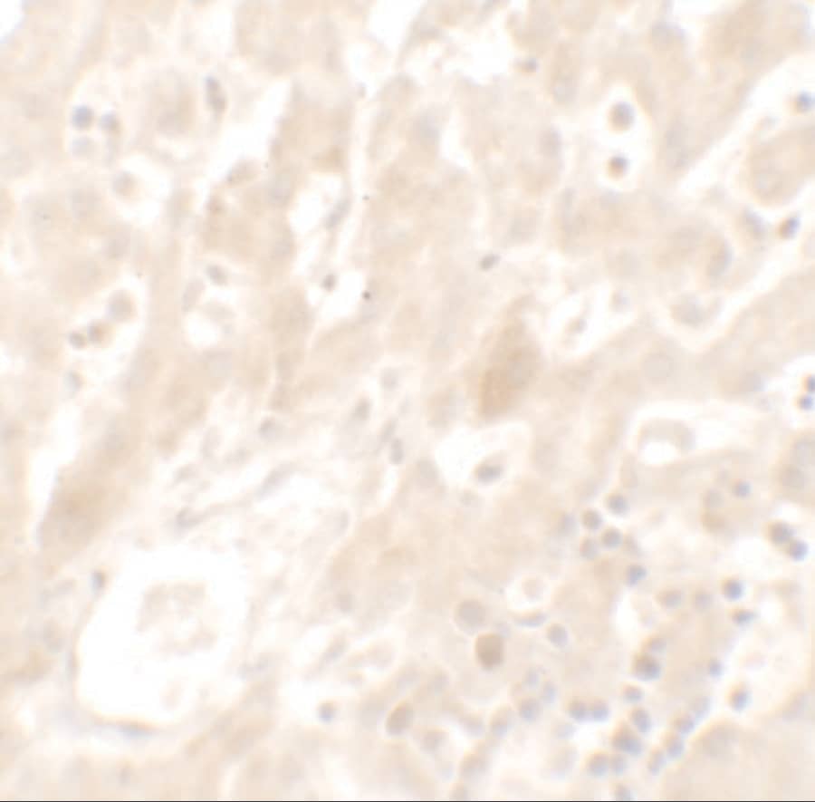 DHX36 Antibody