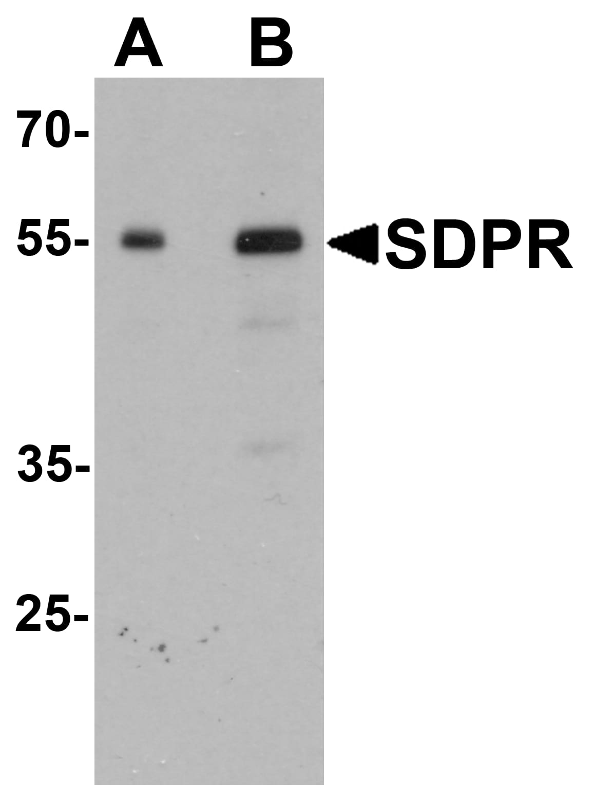 PTRF Antibody