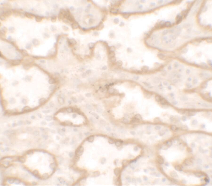 PTRF Antibody
