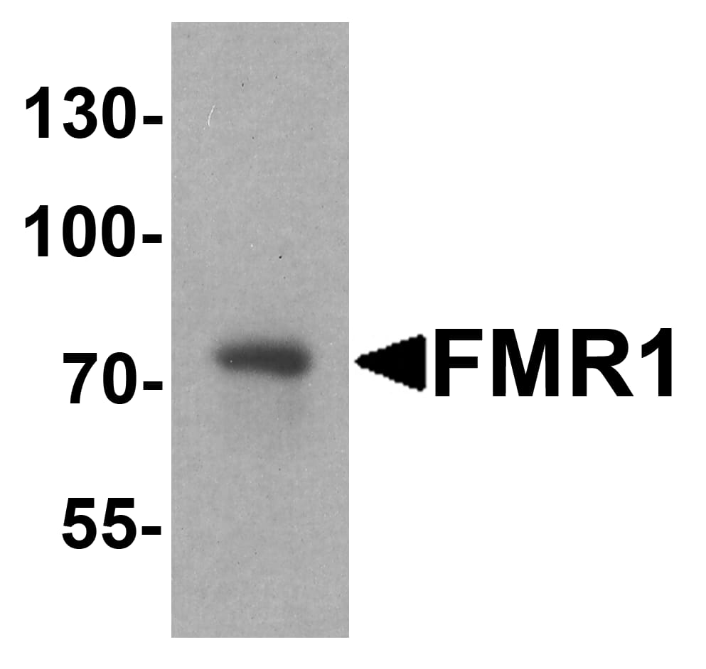 FMRP Antibody