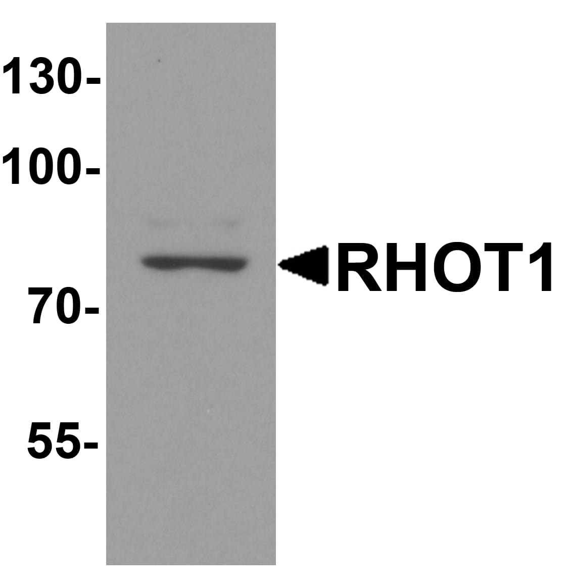 Rhot1 Antibody