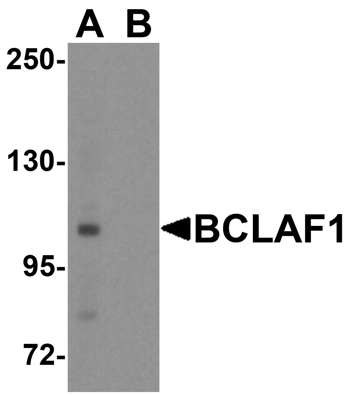 BTF Antibody