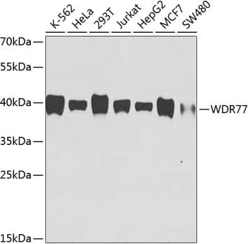 WDR77 Antibody (8B2F7)