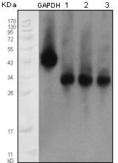 Apolipoprotein M/ApoM Antibody (8F12C6B8)