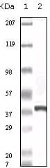 CACYBP Antibody (7D11A8)