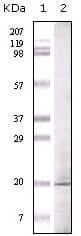 GLP/EHMT1 Antibody (1B7B4)