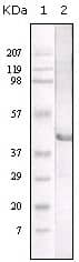 Lipase A Antibody (9G7F12)