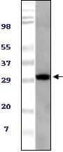 TUG Antibody (4A11A6G11)