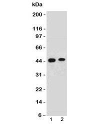 EMI1 Antibody (FBXP5)