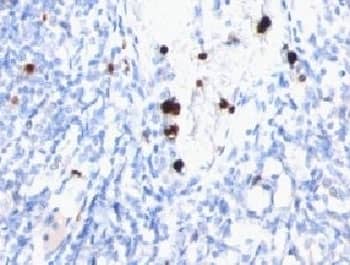 Myeloid-Associated Differentiation Marker Antibody (MYUP1)