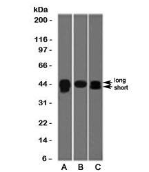 TIA1 Antibody (TRIA1-1)