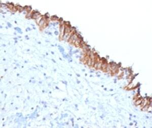 MAML2 Antibody (MMLP2-1)