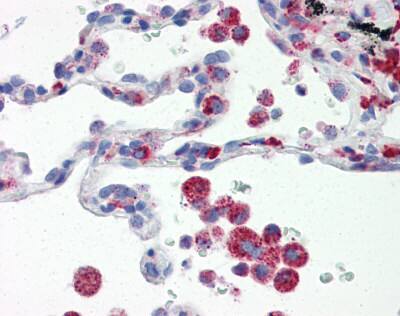 IRF7 Antibody (3D9)