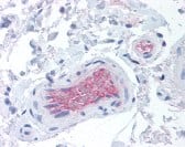 Complement Factor I Antibody (OX-21)