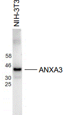 Annexin A3 Antibody (G3)