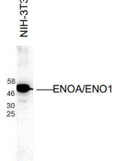 Enolase 1 Antibody (A6)