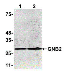 GNB2 Antibody (G4)