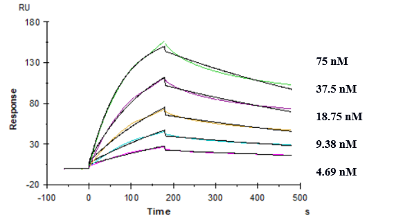 TREM2 Antibody (Py314) - Humanized
