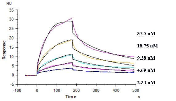 TREM2 Antibody (Py314) - Humanized