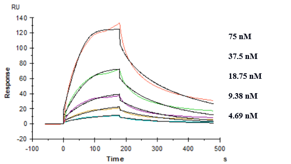 TREM2 Antibody (Py314) - Humanized