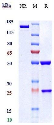 IL-2 R beta Antibody (Singapore ASTR patent anti-IL-2R beta / IL-2R gamma)