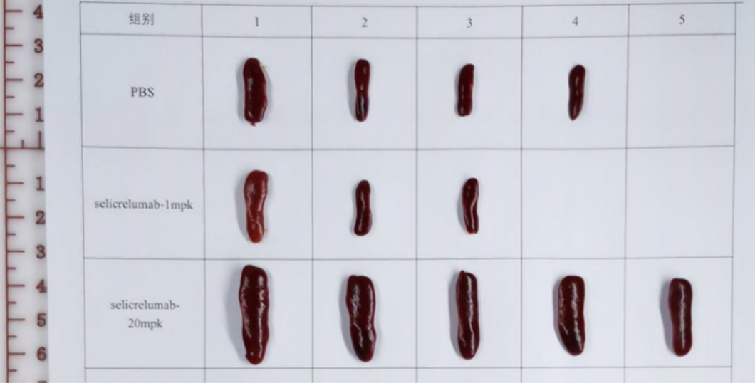 CD40/TNFRSF5 Antibody (selicrelumab) - IgG2SA