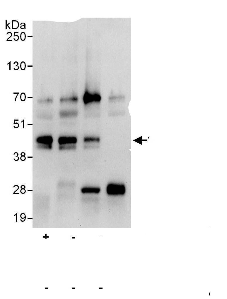 Musashi-2 Antibody