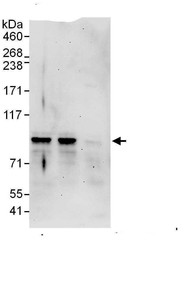 Nexilin Antibody