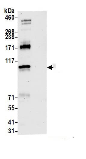 RNF169 Antibody