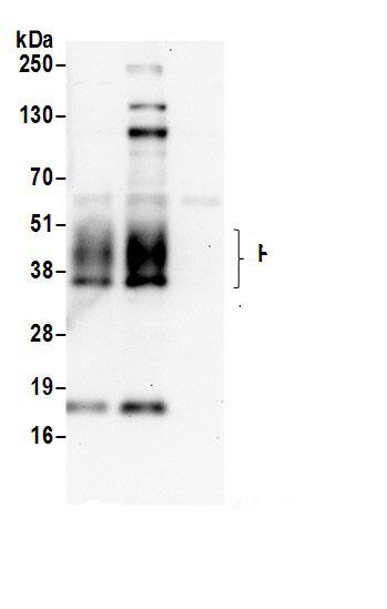 MPZL1 Antibody