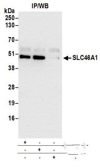 HCP1 Antibody