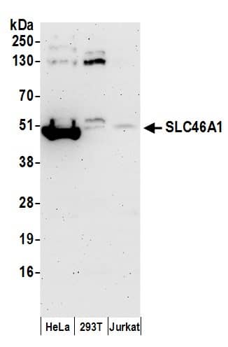 HCP1 Antibody
