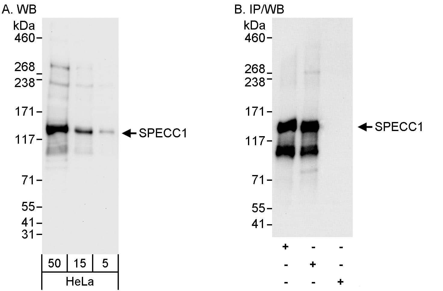 NSP 5 alpha 3 alpha Antibody