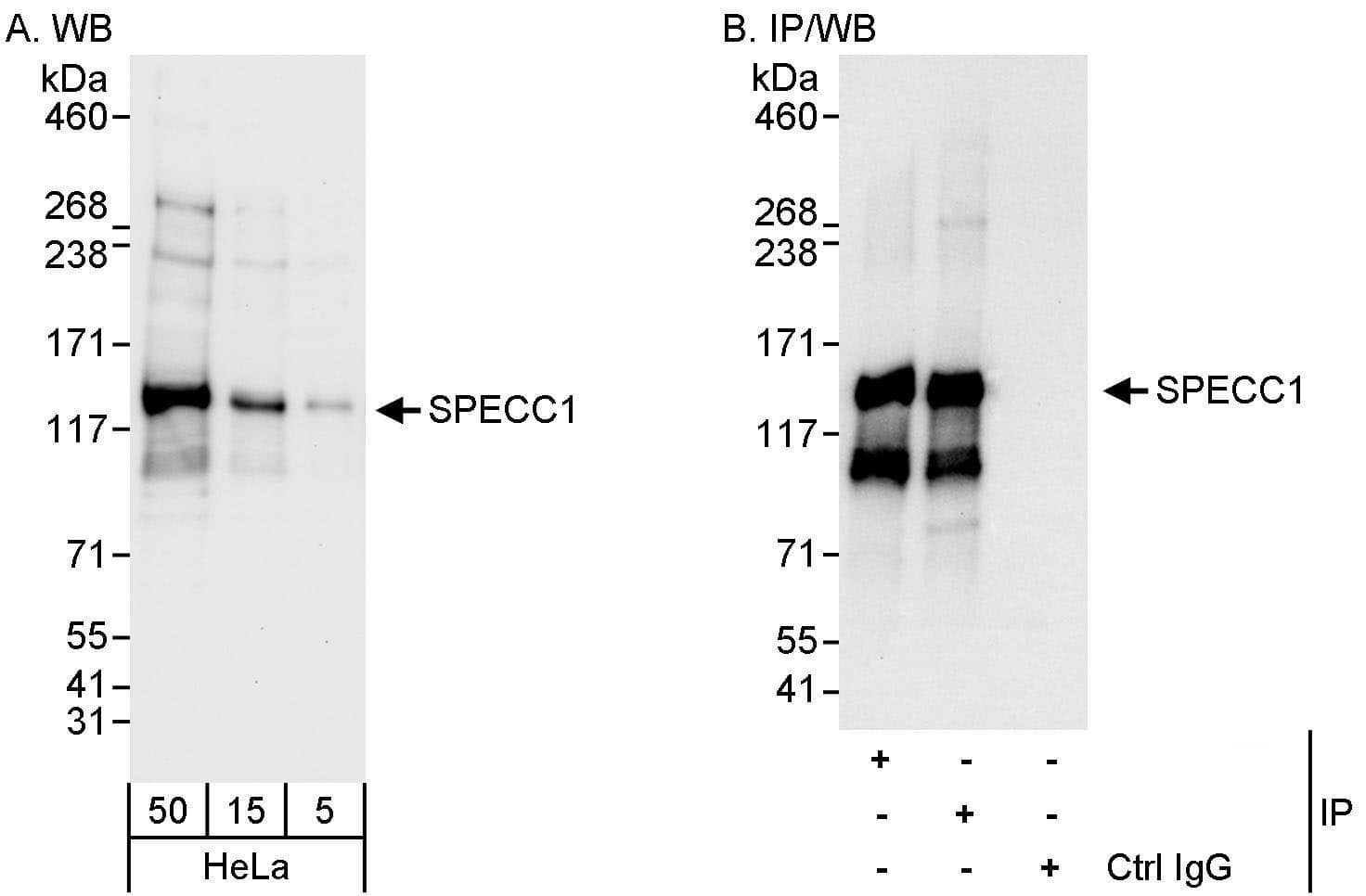 NSP 5 alpha 3 alpha Antibody