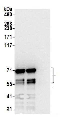 SRPR alpha Antibody