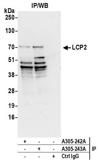 SLP-76/LCP2 Antibody