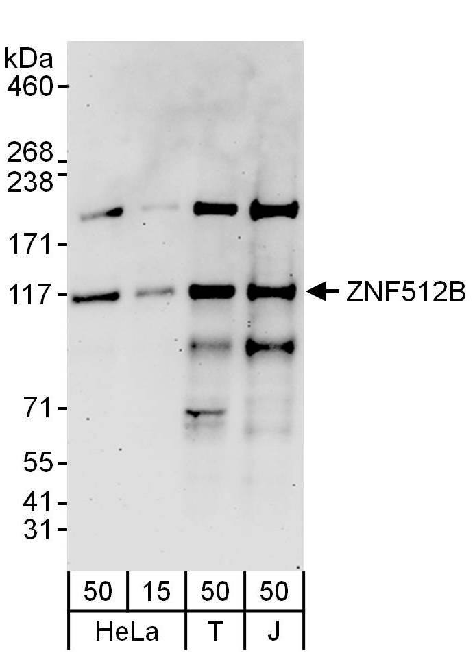 GM632 Antibody