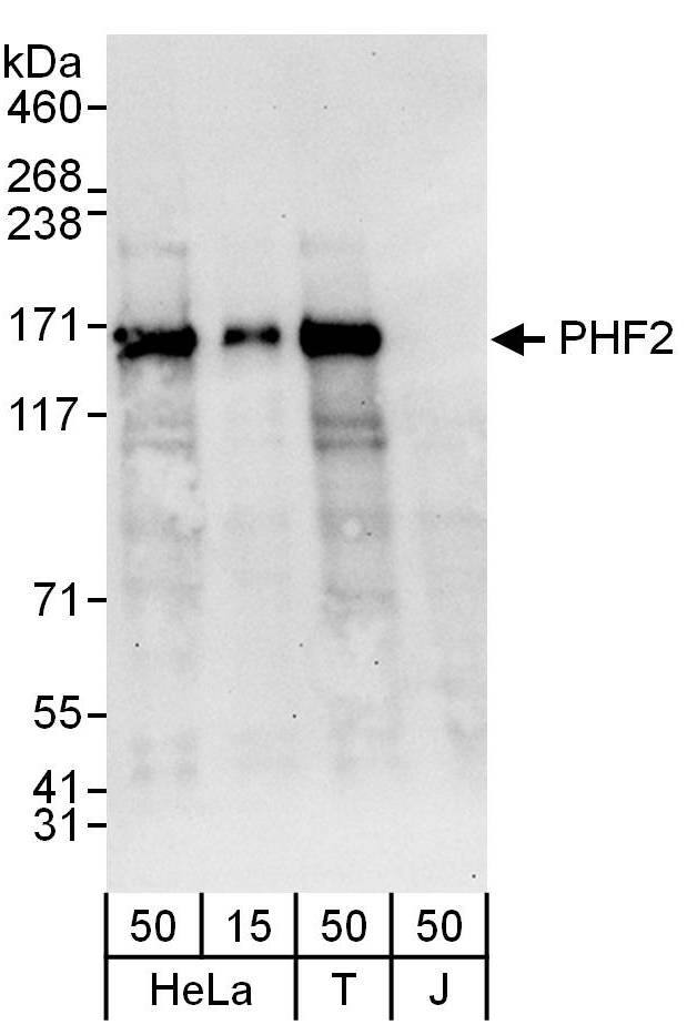 PHF2 Antibody
