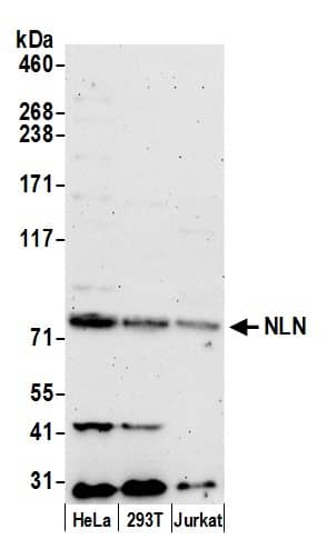 Neurolysin Antibody