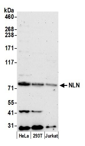 Neurolysin Antibody