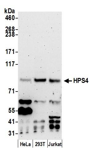 HPS4 Antibody