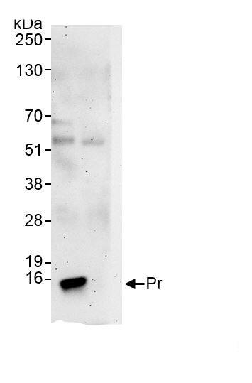 PFDN1 Antibody