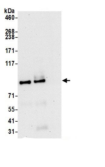 COG7 Antibody