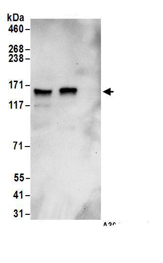 GRIP1 Antibody