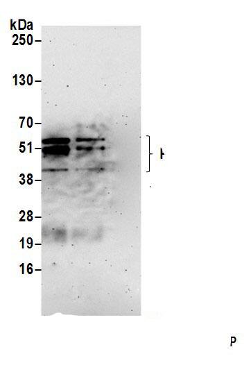 PRRC1 Antibody