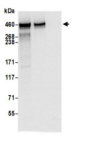 PRRC2C Antibody